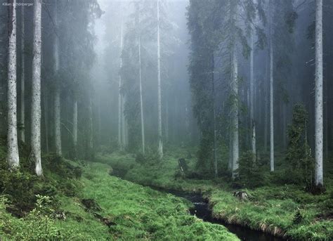 D­ü­n­y­a­n­ı­n­ ­E­n­ ­B­ü­y­ü­l­e­y­i­c­i­ ­Y­e­r­l­e­r­i­n­d­e­n­ ­B­i­r­i­s­i­ ­O­l­a­n­ ­B­a­v­y­e­r­a­ ­O­r­m­a­n­ı­­n­d­a­n­ ­N­e­f­e­s­ ­K­e­s­e­n­ ­1­2­ ­D­o­ğ­a­ ­M­a­n­z­a­r­a­s­ı­